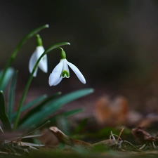 Flowers, snowdrops, White