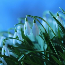 Flowers, snowdrops, White