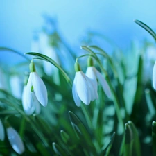 Flowers, snowdrops, White