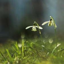 Flowers, snowdrops, White