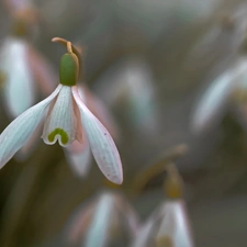 Flowers, snowdrops, White