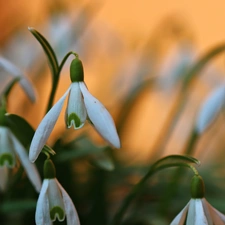 Flowers, snowdrops, White