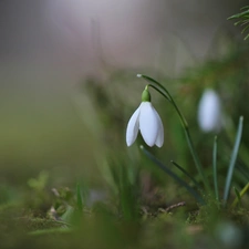 Flowers, snowdrops, White