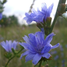 Flowers, chicory, Wildflowers