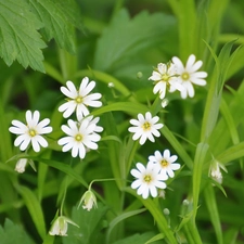 Flowers, Meadow, Wildflowers