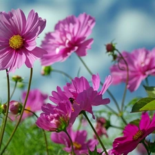 purple, Flowers, Cosmos, Wildflowers