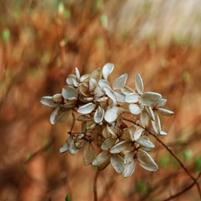 withered, Flowers