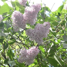 Flowers, White, without