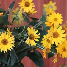 flowers, bouquet, yellow