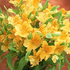 flowers, bouquet, yellow