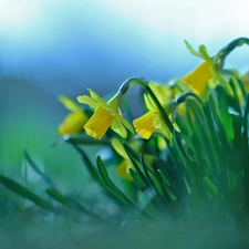 Flowers, Daffodils, Yellow