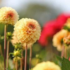 Flowers, dahlias, Yellow