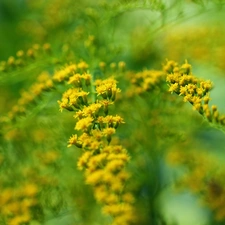 Flowers, Goldenrod, Yellow