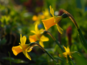 Flowers, Jonquil, Yellow