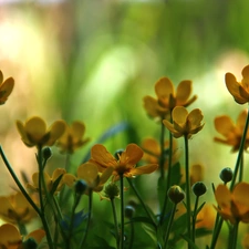 Flowers, marigolds, Yellow