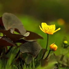 Flowers, marigolds, Yellow