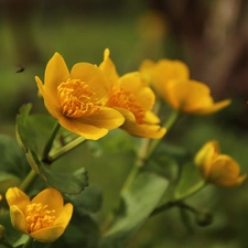 Flowers, marigolds, Yellow