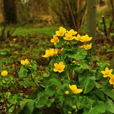 Flowers, marigolds, Yellow