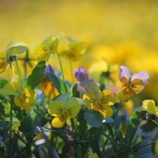 Yellow, pansies, Flowers, purple