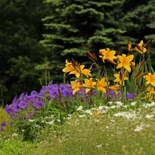 Yellow, purple, Flowers, lilies