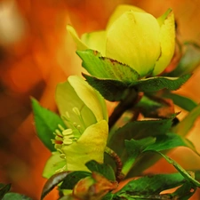 Yellow, Spring, Flowers, Helleborus