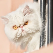 Eyes, Golden, White, fluffy, Persian Cat