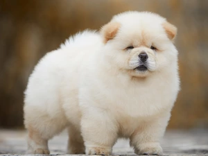 Puppy, Chow chow, fluffy, cream, dog