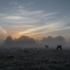 viewes, Fog, bloodstock, trees, Meadow