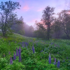 lupine, Meadow, viewes, Fog, trees, Flowers