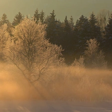 forest, Fog