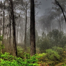 forest, Fog