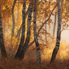 VEGETATION, Fog, forest, birch, autumn