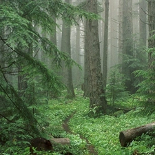 forest, Fog