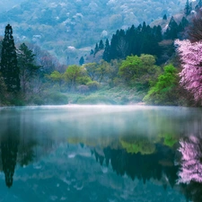 morning, Spring, trees, lake, South Korea, Fog, viewes