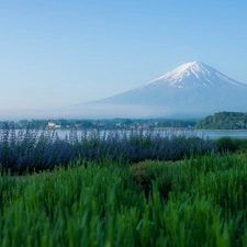 Fog, volcano, Meadow