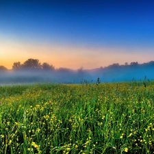 Meadow, Fog