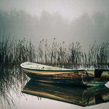 Fog, morning, Lodz, rushes, lake