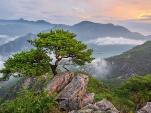 rocks, Sunrise, pine, Fog, trees, Mountains