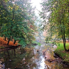 Fog, stream, Park