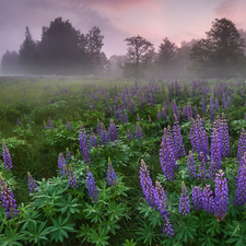 lupins, Meadow, viewes, Fog, trees, purple