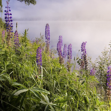 Fog, lupine, River