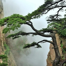 Rocky, pine, Fog, Mountains