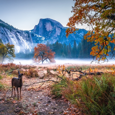 trees, California, Mountains, roe, autumn, The United States, Yosemite National Park, Lod on the beach, viewes, Fog