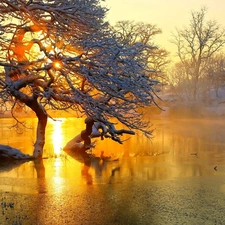 viewes, River, west, trees, winter, Fog, sun