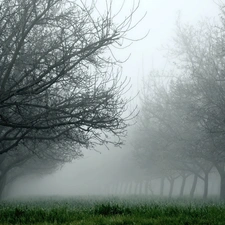 trees, grass, Fog, viewes