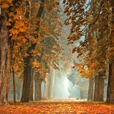 viewes, Park, morning, Fog, chestnut, trees