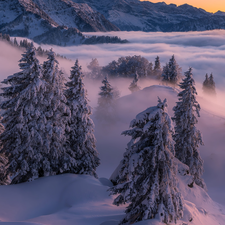 viewes, winter, Mountains, Fog, Spruces, trees