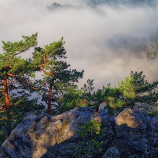 pine, Fog, woods, Rocks, Mountains