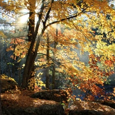 autumn, forest