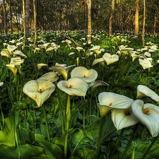 forest, White, Calla